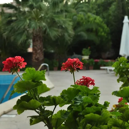 Palm Court 2* Ayvalı