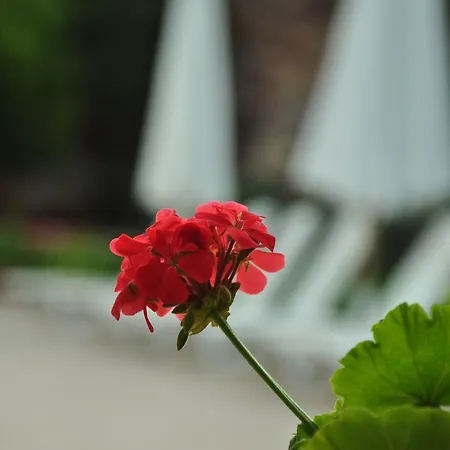 Palm Court 3* Ayvalik